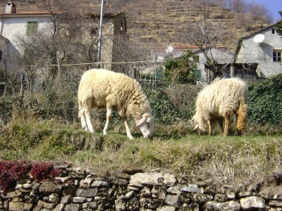 bestiame a Casareggio